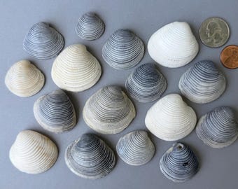 Rare Natural Sea Shells 16 pcs. Coastal Home Decor - Crafts Sea Shells - Crafts Supplies - Wall Decor - Home Decorative - Beach Decor