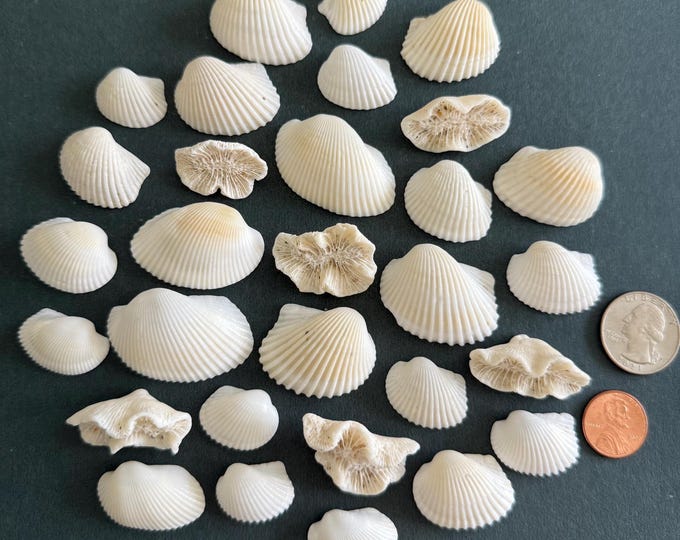 Rare Natural Sea Shells 24 Pcs - Natural Coral Fossil Rocks 6 Pcs. Wall ...