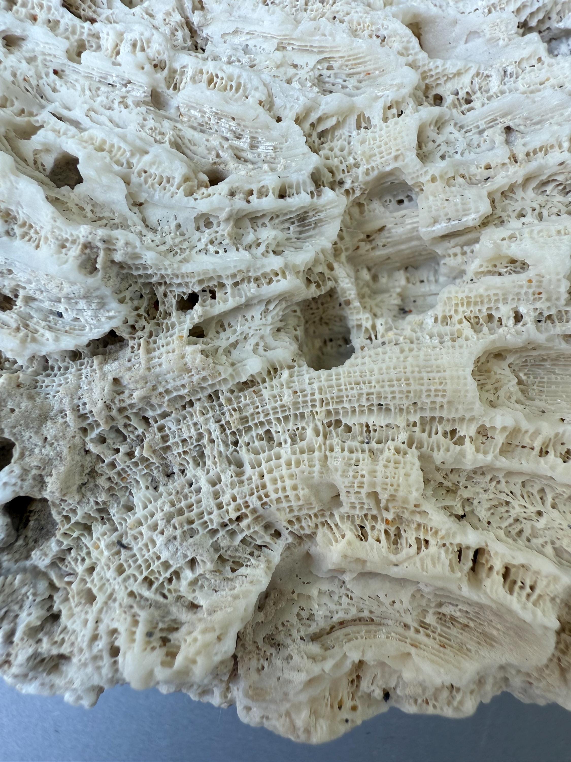 希少な天然サンゴ化石岩 6インチ - 6インチ 15 cm - 15 cm 沿岸ホーム