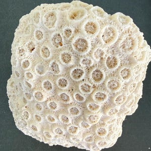 巨大な乾燥サンゴ化石石、海のサンゴ - 脳サンゴ礁 - 海岸装飾 - 海