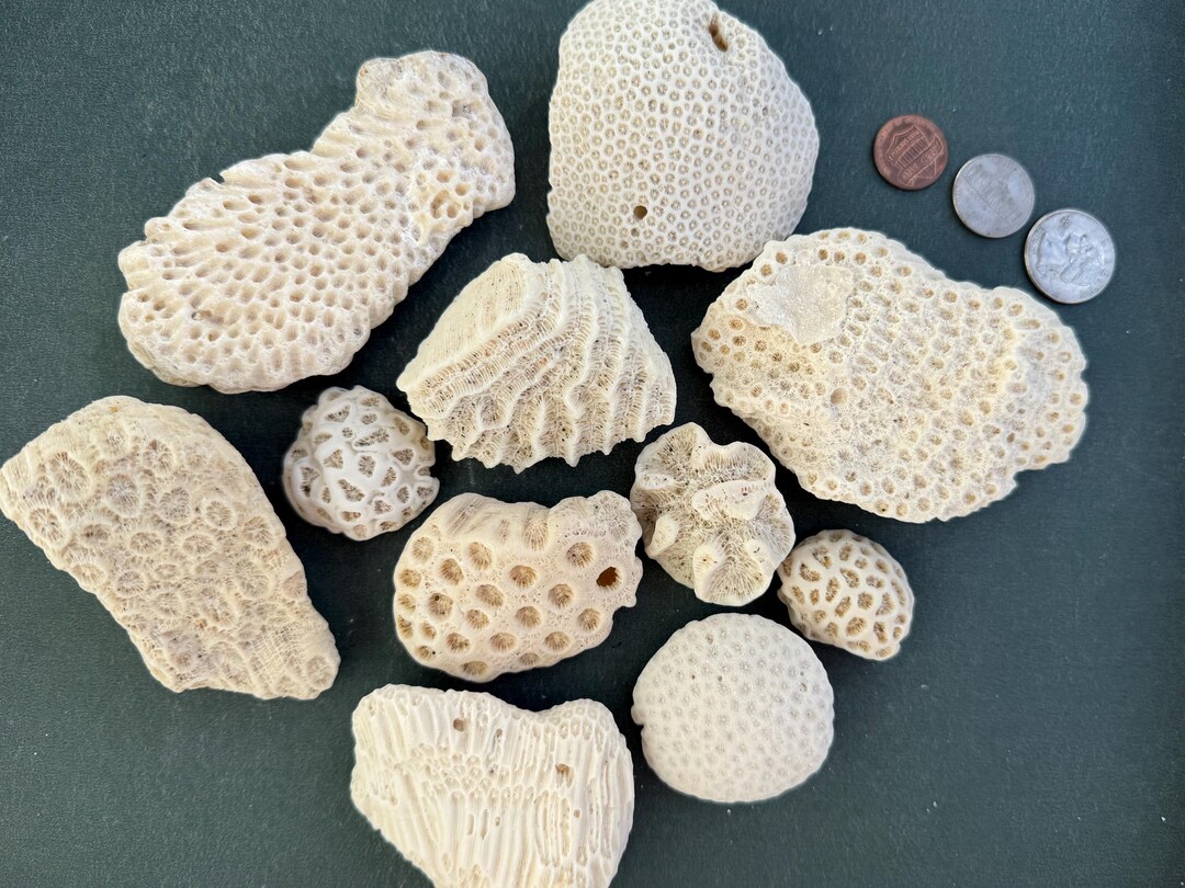 Coarl Rocks Real Coral Fossil Rocks 11 Pcs. - Coastal Themed Home Decor - Aquarium ...