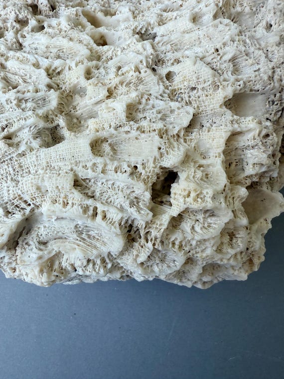 希少な天然サンゴ化石岩 6インチ - 6インチ 15 cm - 15 cm 沿岸ホーム