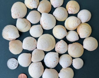 Rare Natural Sea Shells 30 pcs. Shells Collection - Crafts Sea Shells - Coastal Decor - Wall Decor - Crafts Supplies - Wedding Decor