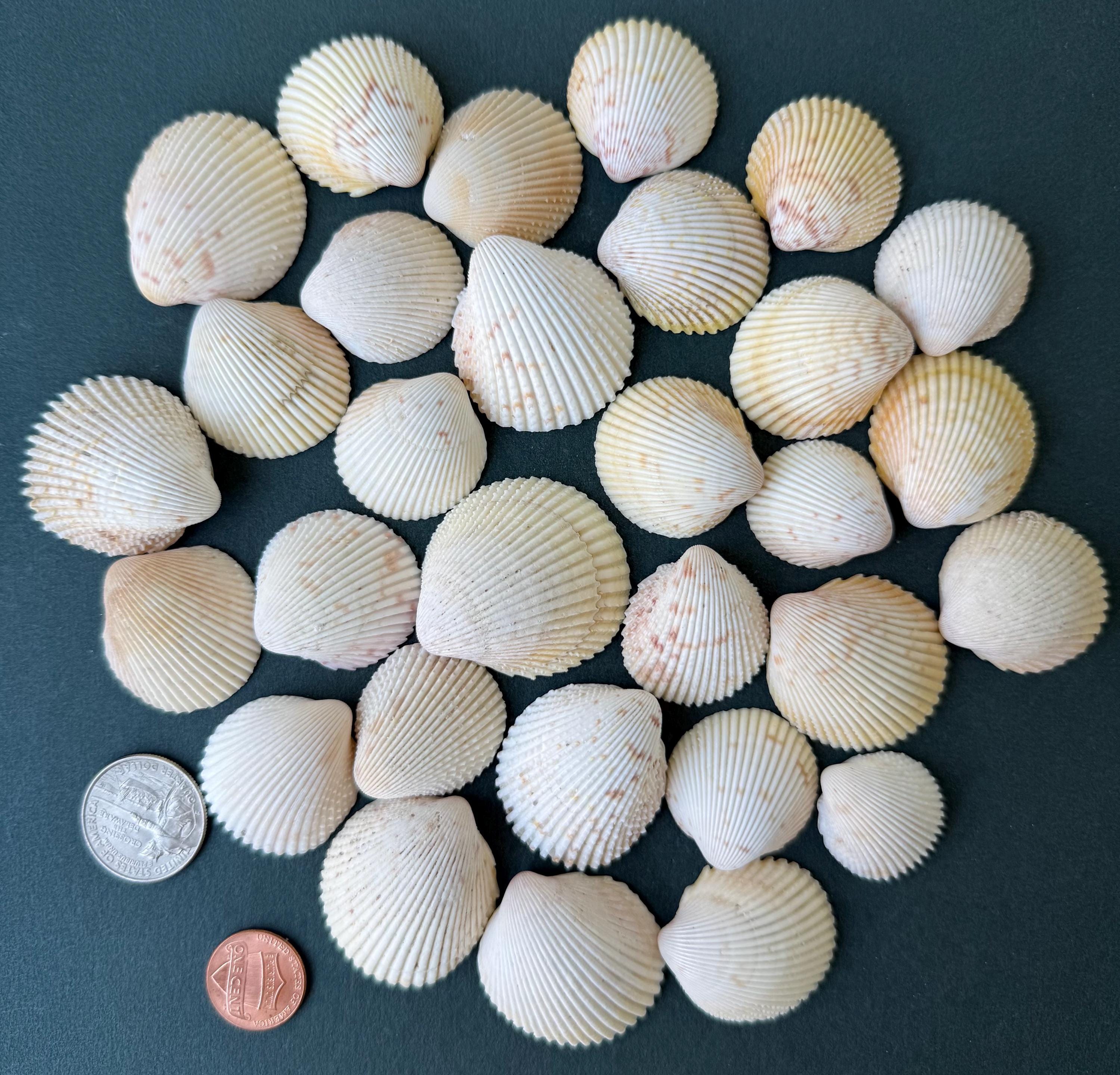 希少天然貝殻 30個入り 貝殻コレクション - 工芸品 貝殻 - 海岸装飾