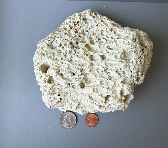 希少な天然サンゴ化石岩 6インチ - 6インチ 15 cm - 15 cm 沿岸ホーム