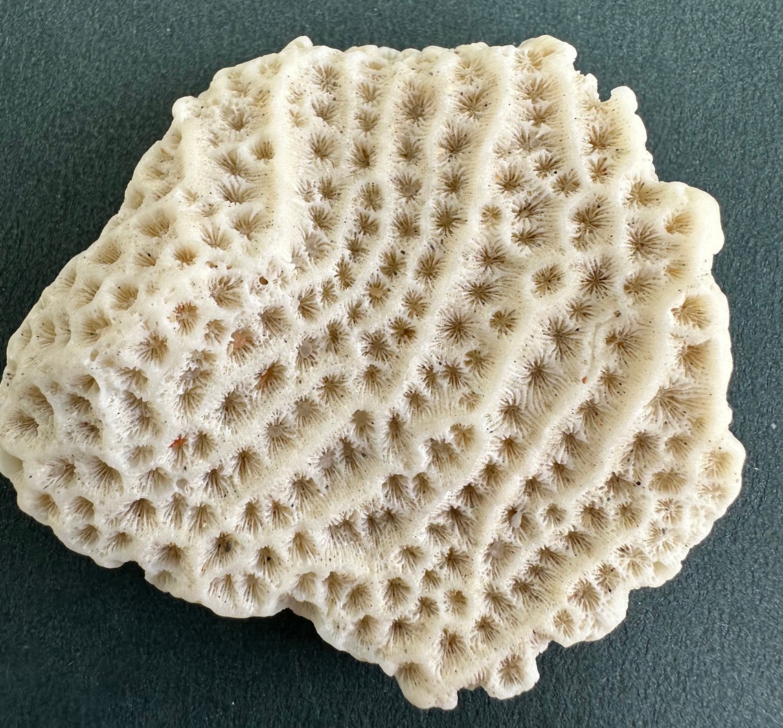 Rare Vintage Natural Coral Fossil Stone 11pcs Coastal Decor Ocean Coral ...