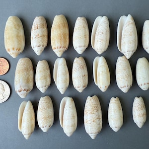 Natural Lettered Olive Sea Shells 20 pcs. Crafts Supplies - Crafts Sea Shells - Sea Shells Collection - Coastal Home Decor - Beach Decor