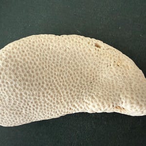 巨大な乾燥サンゴ化石石、海のサンゴ - 脳サンゴ礁 - 海岸装飾 - 海