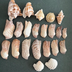 May include: A collection of twenty-two seashells arranged in rows. The assortment includes various spiral, cone, and fan-shaped shells in shades of tan, brown, cream, and white, featuring diverse textures, ridges, and intricate natural patterns.