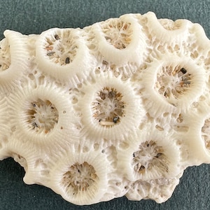 Rare Vintage Natural Coral Fossil Stone 11pcs Coastal Decor Ocean Coral ...