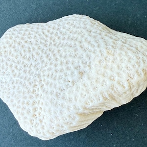 Roca fósil de coral natural - Tamaño: 13 a 9 cm (5 a 3,5 pulgadas). Decoración costera para el hogar - Decoración para acuarios - Materiales para manualidades