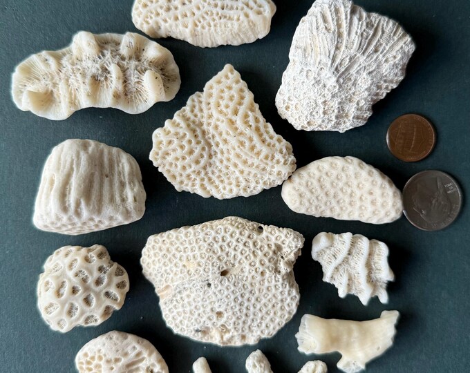Coarl Rocks Coral Fossil Rocks 13pcs Coastal Decor - Home Decorative - Coastal Home ...