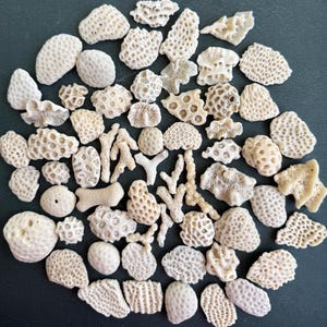 Pequeñas rocas de coral fósil, 63 piezas, decoración para acuario - Decoración costera para el hogar - Artículos decorativos para el hogar - Materiales para manualidades - Colección de coral