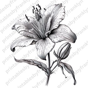 Hand-drawn Lily Sketch Clipart - Beautiful Flower Clipart for Crafts, JPG, Cut File for Circuit and Silhouette, dpi 300