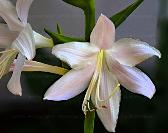 Adobe stock image  Etsy