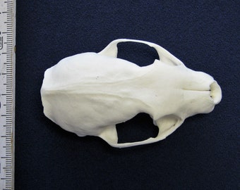 Marten upper skull. Real bone/skull for decorating, among other things, animal skulls as handicraft goods