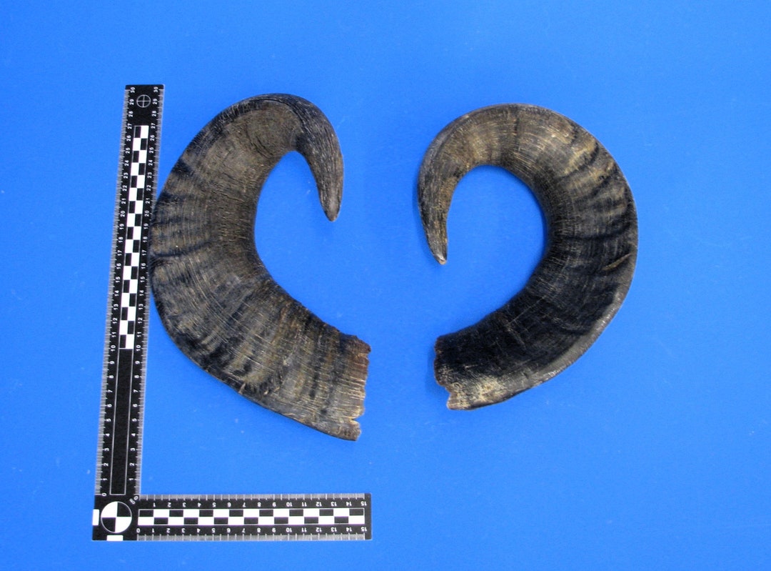 Pair of Water Buffalo Horns Pair of Cattle Horns Pair of Cow Etsy