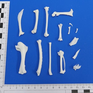 May include: A collection of white animal bones on a blue background. The bones are arranged in a random pattern and are of various sizes and shapes.