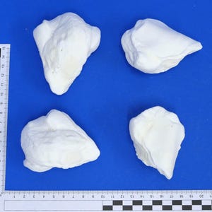 May include: Four irregularly shaped, white objects are arranged on a blue surface. The objects have a textured, organic appearance. A ruler with inch markings is visible along the left and bottom edges, providing scale.