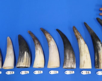 Corne de bétail ou corne de vache, vraie corne d&#39;animal, cornes de bétail, vierge pour corne à boire ou projets d&#39;artisanat, légèrement pré-poncée+huilée, WYSIWYG
