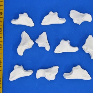 Pack of 10 toe bones sheep. Real bone for decorating, including animal bones as craft bones