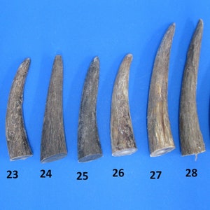 Rinderhörner, massive Hornspitze naturbelassen, massives Rinderhorn, echtes Tierhorn, Dekohorn, massives Horn für weitere Verarbeitung