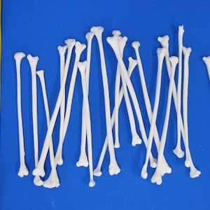 Op de afbeelding: Een verzameling witte, slanke botten, die lijken op lange, dunne stokjes, zijn in een willekeurig patroon op een blauwe achtergrond gerangschikt. De botten zijn ongeveer 10 cm lang.