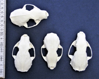 4 pack upper skull from marten. Real bone/skull for decorating, among other things, animal skulls as handicraft goods