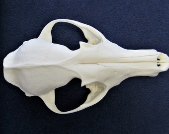 Oberschädel vom Rotfuchs. Echter Knochen / Schädel zum Dekorieren u.a. Tierschädel als Bastelware