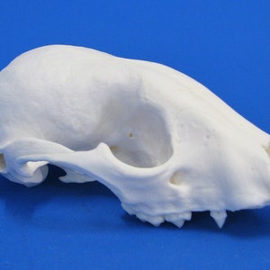 Può includere: Un teschio di animale bianco con i denti, visto di lato su uno sfondo blu.
