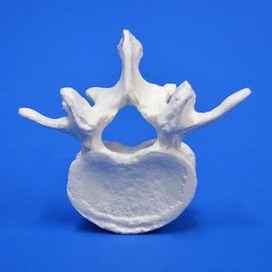 Human vertebral bone, replica / copy of a lumbar vertebra, spine bone for learning, decorating, craft bone