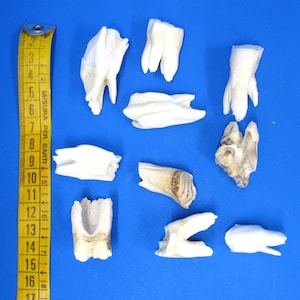 10 x large molars various animal species. Real teeth for decorating and crafting. Animal teeth for jewelry processing, etc.