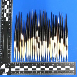 Könnte beinhalten: Eine Sammlung von etwa 30 weißen und schwarzen Federn, die vertikal auf einer blauen Oberfläche angeordnet sind. Die Federn sind etwa 15 cm lang.