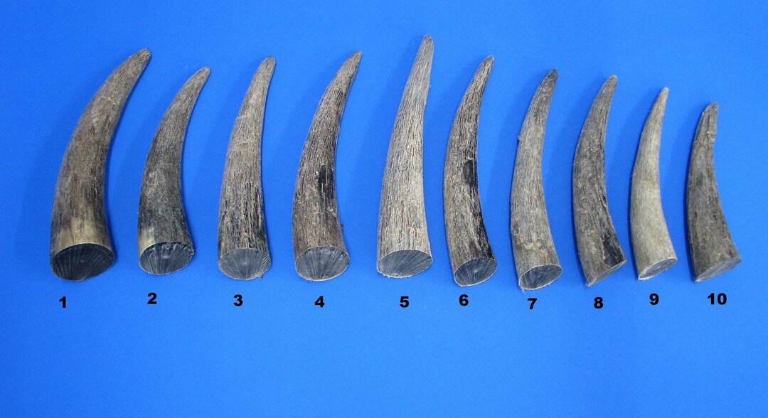 Cow Horns, Solid Horn Tip Natural, Solid Cow Horn, Real Animal Horn