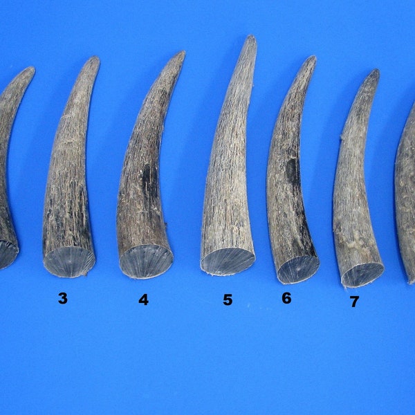 Cow horns, solid horn tip natural, solid cow horn, real animal horn, decorative horn, solid horn for further processing