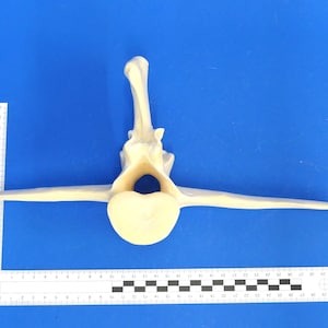 May include: A light beige bone with a large hole in the center and two long, thin arms extending out to the sides. The bone is on a blue surface with a ruler for scale.