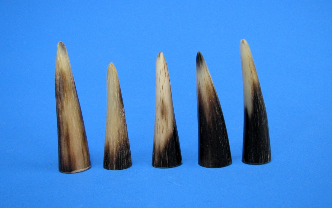 Cattle Horns 5 Polished Horn Tips Solid Cattle Horn Real Etsy