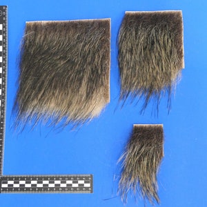 Echtes Wildschweinfell, Fellstücke vom Wildschwein. Echtes Fellstück zum Dekorieren, als Bastelfell oder Tastfell. Fellnummer 28
