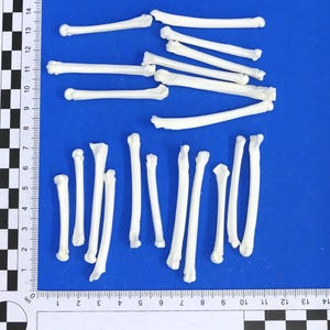 May include: A collection of white animal bones on a blue surface. The bones are arranged in a random pattern and are of varying lengths. A ruler is visible in the background.
