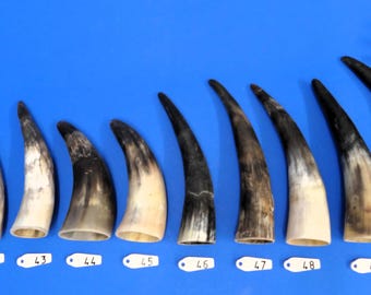 Corne de bétail ou corne de vache, vraie corne d&#39;animal, cornes de bétail, vierge pour corne à boire ou projets d&#39;artisanat, légèrement pré-poncée+huilée, WYSIWYG