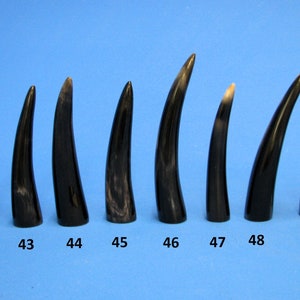 Könnte beinhalten: Zehn schwarze Hornspitzen, nummeriert von 41 bis 50, in einer Reihe auf blauem Hintergrund angeordnet.