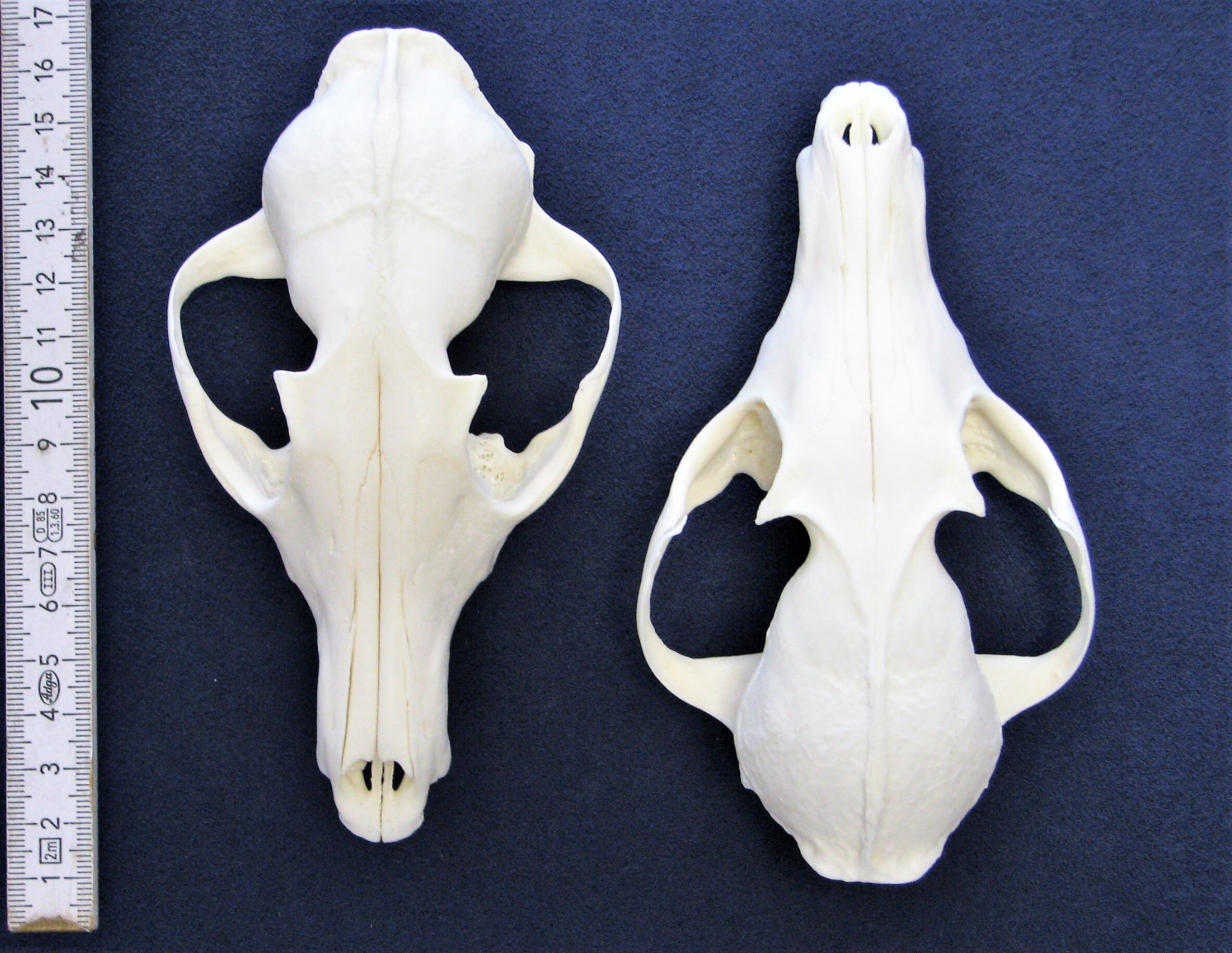2-pack Upper Skull of the Red Fox. Real Bone/skull for Decorating