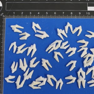 Fox molars. Only molars and premolars with 2 roots. Real teeth for crafting. Animal teeth for making jewelry, etc.
