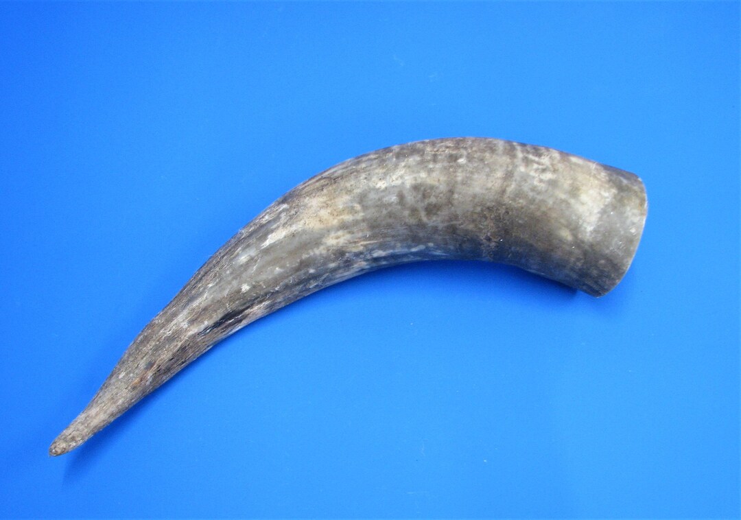 Beef Horn XL, Cow Horn, Real Animal Horn With Oversize, Decorative Horn
