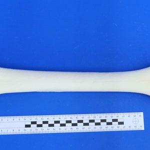 May include: A white bone with two ends, one slightly larger than the other, on a blue background. A ruler is visible below the bone.