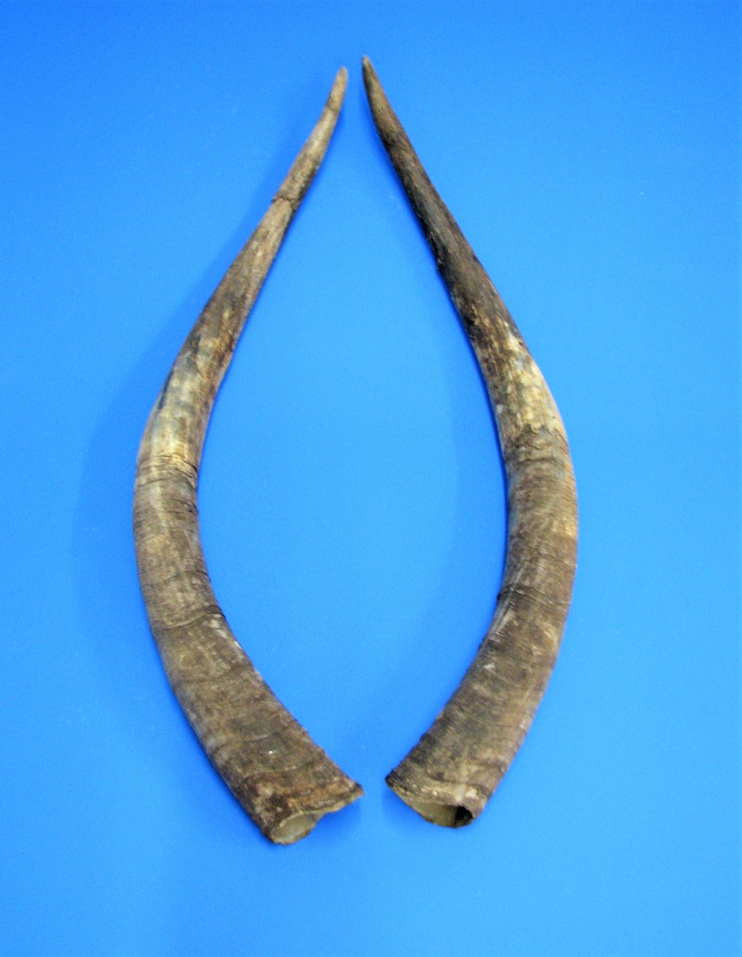 Cattle Horn Pair Cow Horn Pair Real Animal Horn Decorative Etsy