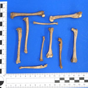 Könnte beinhalten: Eine Sammlung von acht kleinen, hellbraunen Tierknochen auf einer blauen Oberfläche. Ein Lineal mit schwarzen und weißen Markierungen ist im Hintergrund sichtbar.