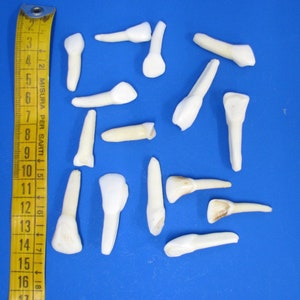 May include: A collection of 14 white teeth on a blue surface. A yellow measuring tape is on the left side of the image.