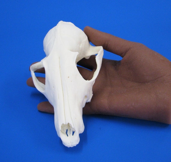 2-pack Upper Skull of the Red Fox. Real Bone/skull for Decorating