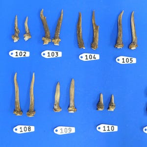 Könnte beinhalten: Elf Paar Hirsche, nummeriert von 101 bis 111, werden auf einem blauen Hintergrund ausgestellt. Die Hirsche sind in verschiedenen Größen und Formen, einige haben mehrere Punkte.